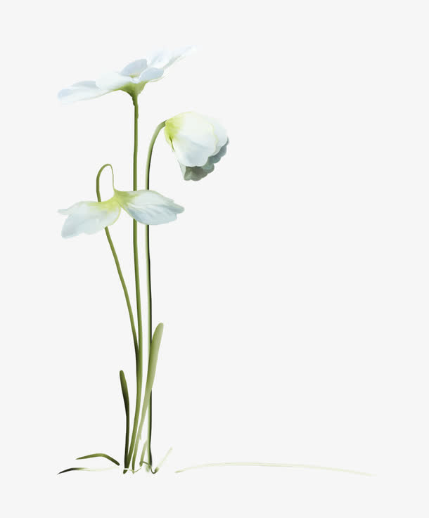 花卉素材鲜花花卉边框免抠