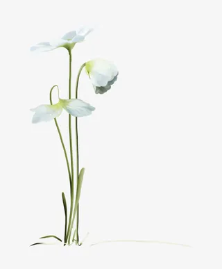 花卉素材鲜花花卉边框免抠