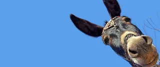 创意动物背景高清