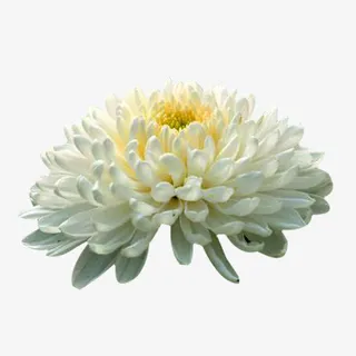 开放的杭白菊图片素材免抠