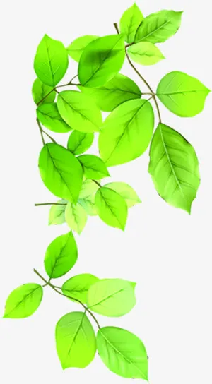 春天绿叶高清植物装饰免抠 春天绿叶高清植物装饰免抠