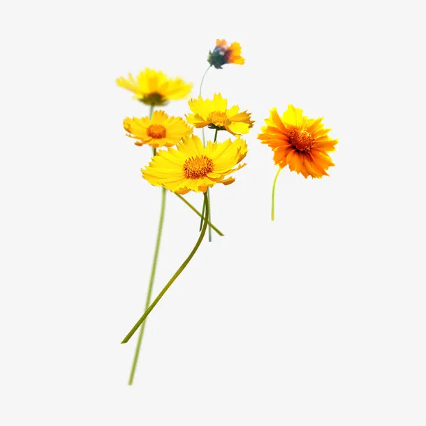 花的图片免抠