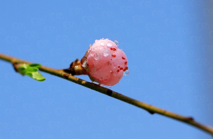 春天花朵开放高清