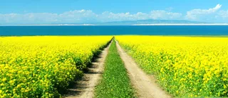 春季油菜花背景高清