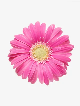 小花png素材免抠