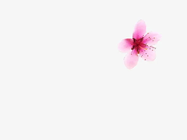 粉色桃花素材免抠