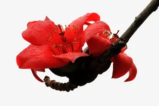 一朵向上盛放的红色木棉花实物免抠