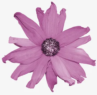 鲜花图案花朵免抠