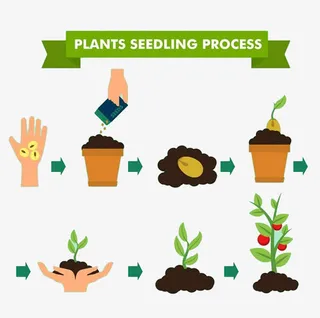 种树苗过程免抠