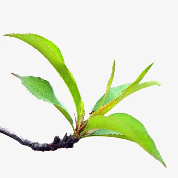 桃叶桃枝免抠