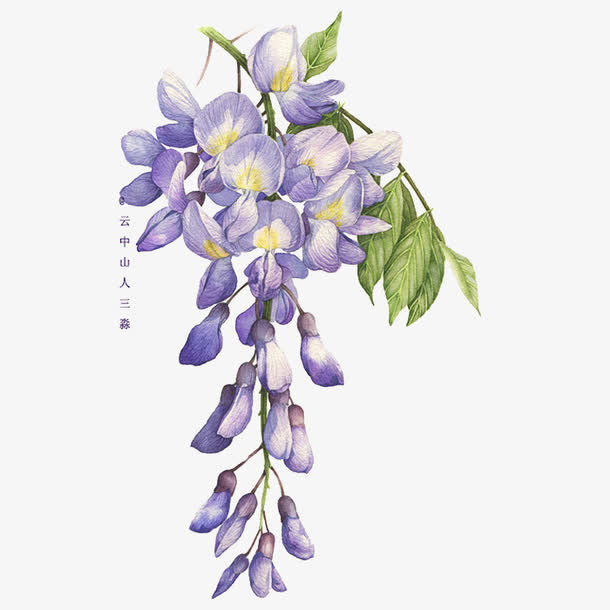 紫色的花免抠