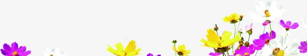 花朵题材招聘设计免抠