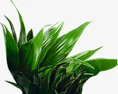 墨绿色叶子png素材免抠