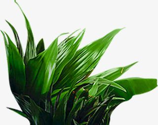 墨绿色叶子png素材免抠