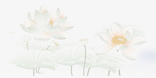 淡雅荷花图免抠