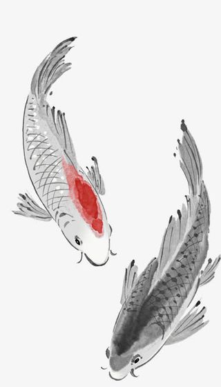 鲤鱼免抠