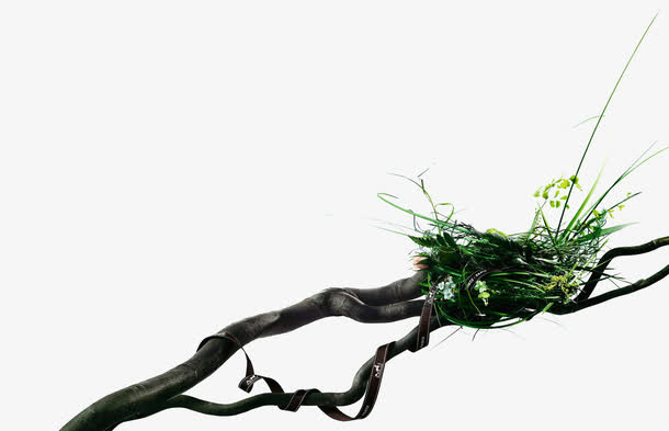 树枝上的鸟巢免抠