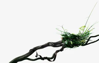 树枝上的鸟巢免抠