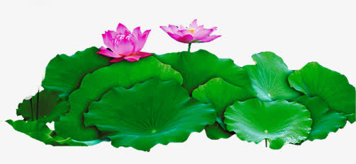 荷花免抠