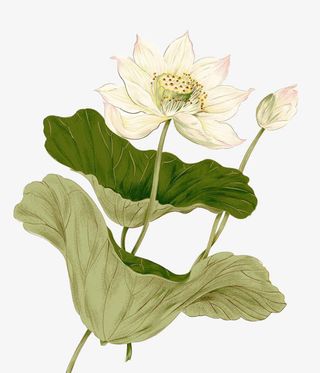 白色清莲盛开的荷花免抠