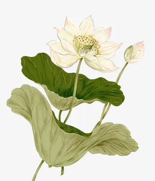 白色清莲盛开的荷花免抠