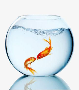 在鱼缸里自由自在的鱼免抠