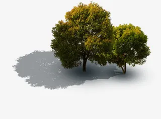 鸟瞰美景大树植被免抠