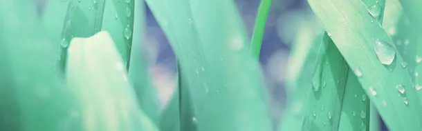清新背景