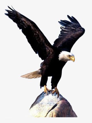 老鹰展翅免抠