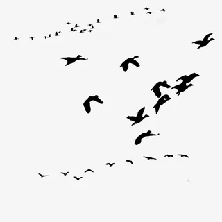 飞行的候鸟免抠