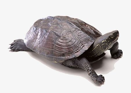 乌龟王八动物免抠