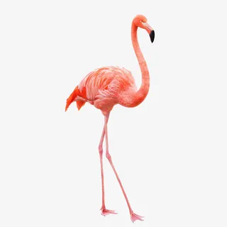 一只火烈鸟免抠