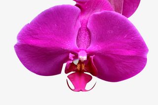 美丽胡姬花免抠