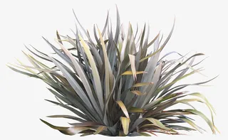 枯萎的小草免抠