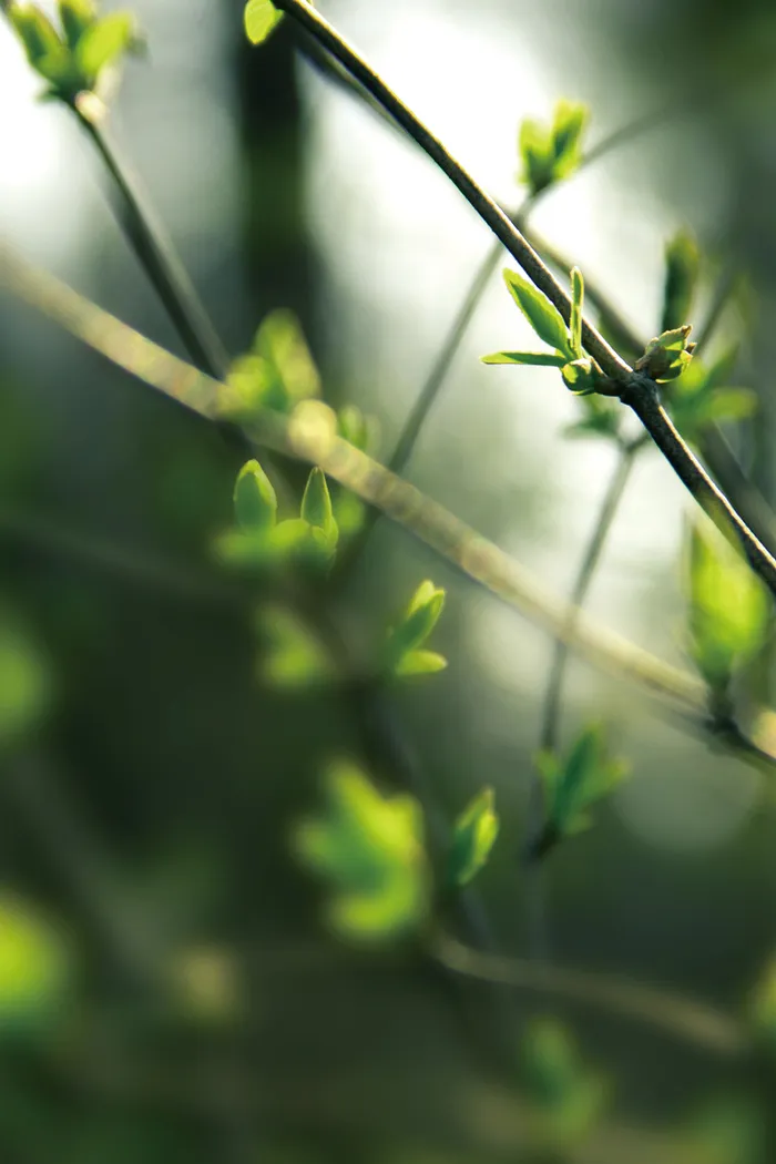 绿色清新植物春季海报高清