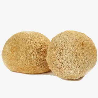 猴头菇特写免抠