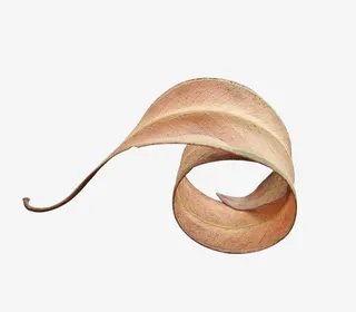 一片枯黄的落叶免抠