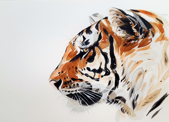 插画矢量老虎高清