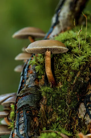 森系蘑菇海报制作免抠