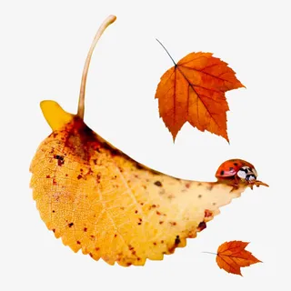 秋叶素材免抠