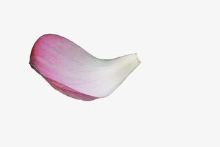 粉色荷花花瓣免抠