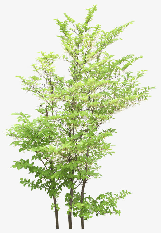 绿树免抠其他元素