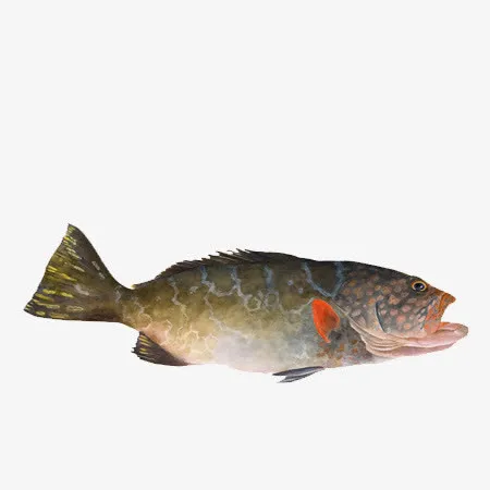 鱼类插画元素免抠