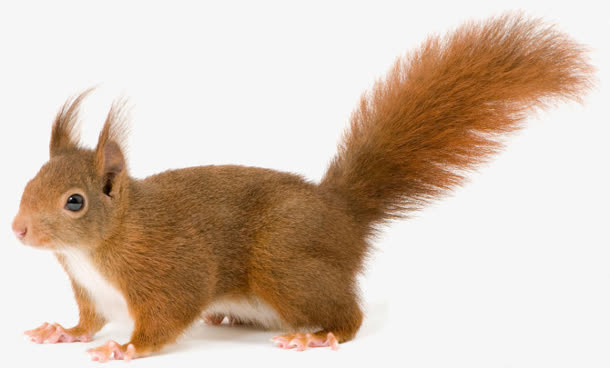 创意合成效果爬行的小松鼠免抠