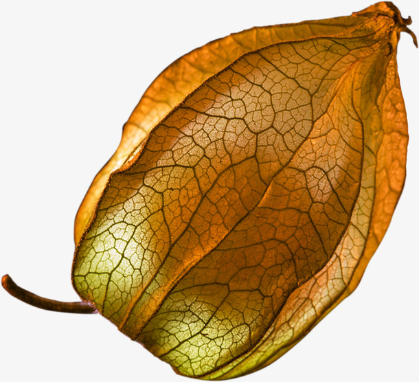 灯笼草果免扣免抠