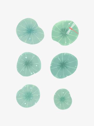 池塘荷叶矢量图免抠