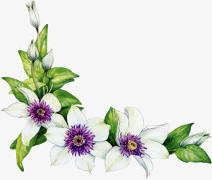 白色绿叶鲜花免抠png边框免抠