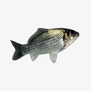 白鲫鱼鱼肉清蒸鲫鱼鲫鱼汤食材鱼免抠