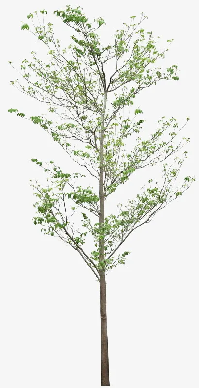 杨树免抠素材免抠