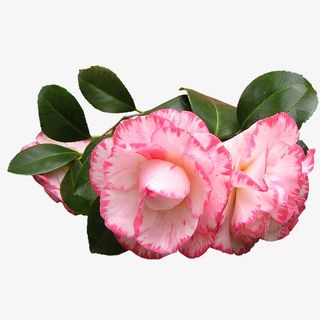 一枝唯美的粉白山茶花摄影免抠免抠